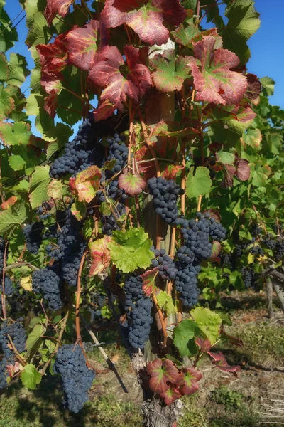 Grapevine Vineyard Ahrtal Bad Neuenahr Ahrweiler Renania Palatinado Alemania — Foto de Stock
