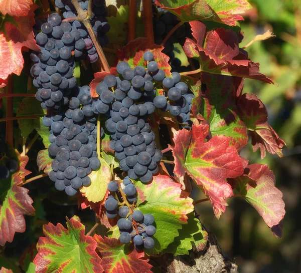 Grapevine Ahrtalu Bad Neuenahr Ahrweiler Porýní Falcko Německo — Stock fotografie