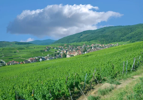 Famosa Vila Vinícola Riquewihr Região Grande Oriente Alsácia França — Fotografia de Stock