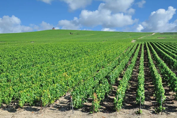 Vinice Krajina Regionu Champagne Poblíž Epernay Francie — Stock fotografie