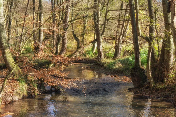 Rivière Duessel Dans Célèbre Neandertal Rhénanie Nord Westphalie Allemagne — Photo