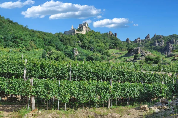 Ruin Duernstein Castle Vineyard Duernstein Wachau Valley Lower Austria — Stock Photo, Image