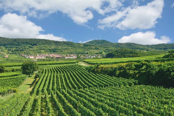 Byn Oberbergen Vinregionen Kaiserstuhl Schwarzwald Tyskland — Stockfoto