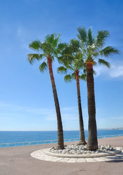Pálmafák Promenade Croisette Cannes Ban Francia Riviérán Cote Azur Dél — Stock Fotó