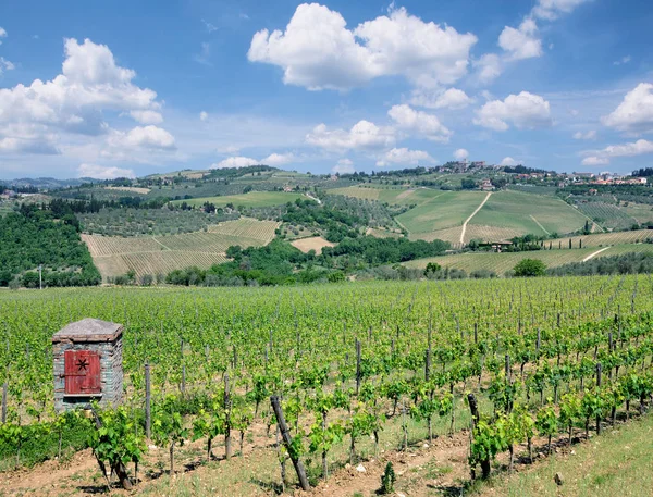 Wijngaard Landschap Chianti Regio Toscane Italië — Stockfoto