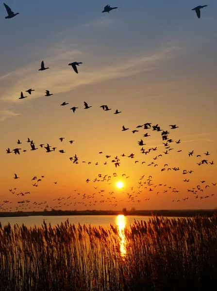 Ασπρομάγουλη Χήνα Branta Leucopsis Ξεχειμωνιάζουν Στο East Frisia Στη Βόρεια — Φωτογραφία Αρχείου