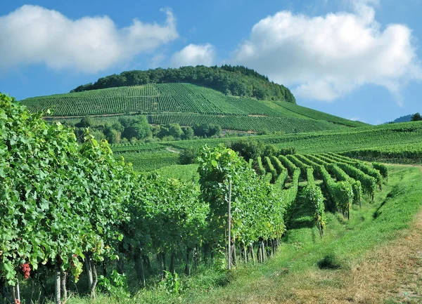 Vineyard Landscape Kaiserstuhl Wine Region Black Forest Baden Wuerttemberg Germany — Stock Photo, Image