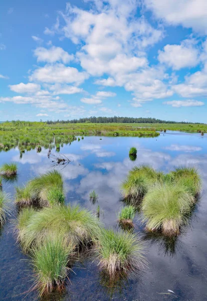 Purple Moor Grass Molinia Caerulea Moeras Eifel Regio Duitsland — Stockfoto