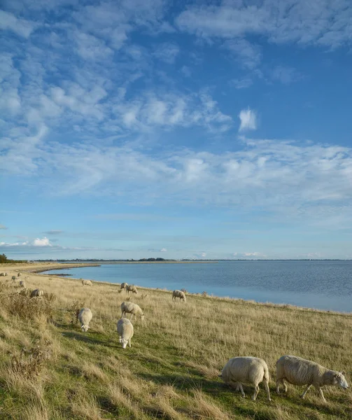 Idylliskt Landskap Fehmarn Östersjön Schleswig Holstein Tyskland — Stockfoto