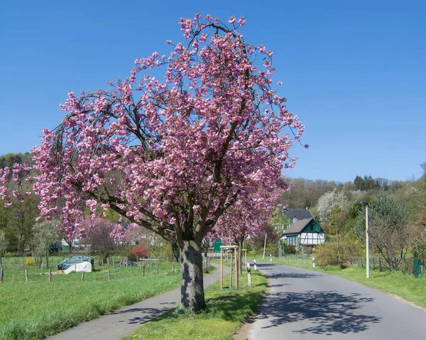 Flor de cerejeira, Bergisches Land, Alemanha — Fotografia de Stock