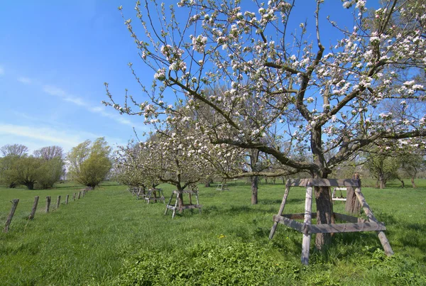 fruit blossom in Urdenbacher Kaempe Nature Reserve in Duesseldorf,Rhineland,North Rhine westphalia,Germany