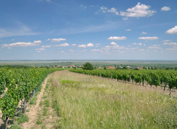 View Famous Wine Village Moerbisch See Neusiedler See Burgenland Austria — Stock Photo, Image