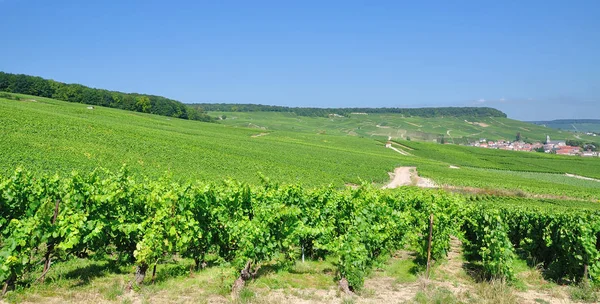 Wine Village Oger Cerca Epernay Región Champagne Francia — Foto de Stock