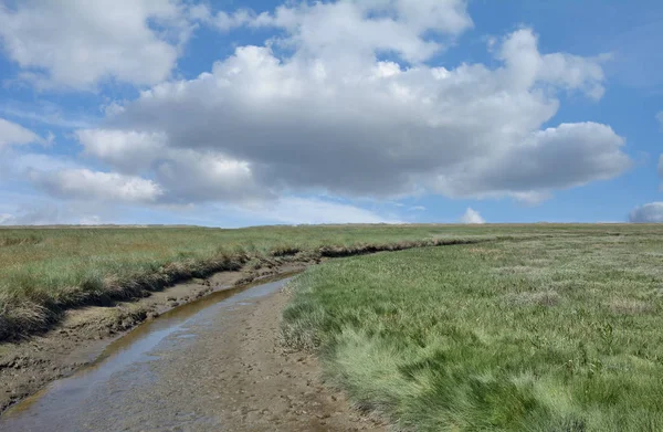 Salt Marsh, North Frisia, Morze Północne, Niemcy — Zdjęcie stockowe