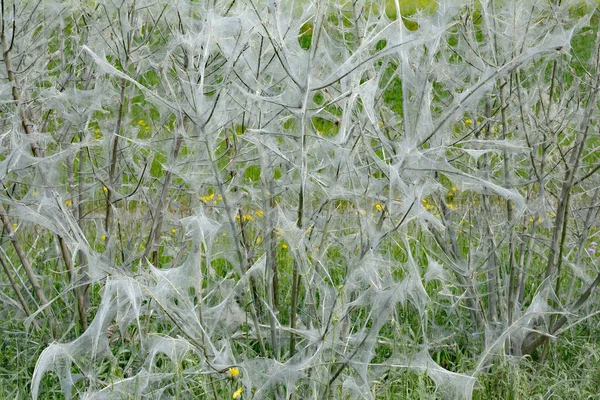 Hermelin Moly Web Yponomeutidae — Stock Fotó