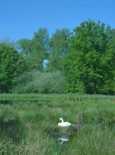 Paesaggio Idilliaco Nella Riserva Naturale Schwalm Nette Vicino Nettetal Renania — Foto Stock