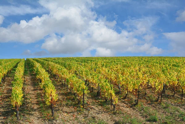 Vinice Burgundsku Regionu Chablis Francie — Stock fotografie