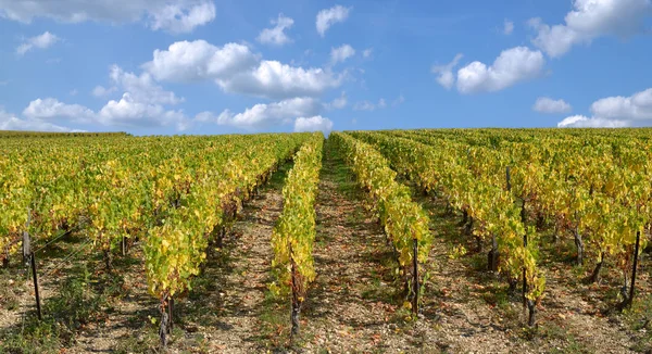 Viñedo, Borgoña, Francia — Foto de Stock