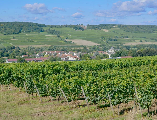 Vineyard Landscape Rhinehessen Região Vinícola Perto Ingelheim Renânia Palatinado Alemanha — Fotografia de Stock