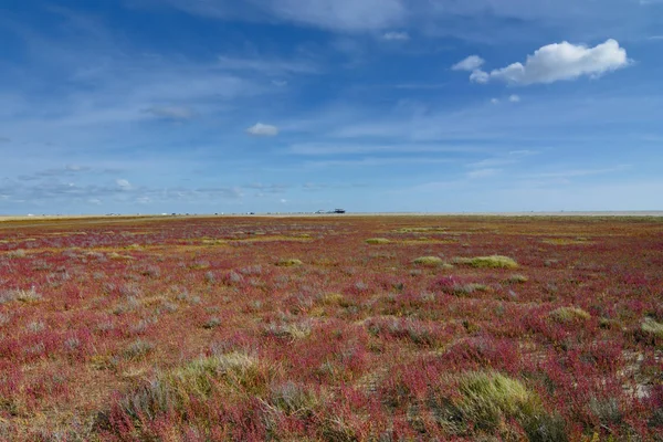 Plaża Sankt Peter Ording Glasswort Rośliny Salicornia Morzu Północnym North — Zdjęcie stockowe