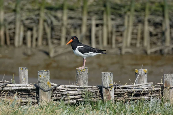 Oystercatcher Haematopus Ostralegus Vid Nordsjön Nordfrisien Schleswig Holstein Tyskland — Stockfoto