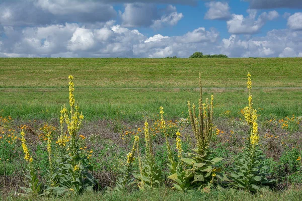 Buławik Czarny Verbascum Densiflorum — Zdjęcie stockowe