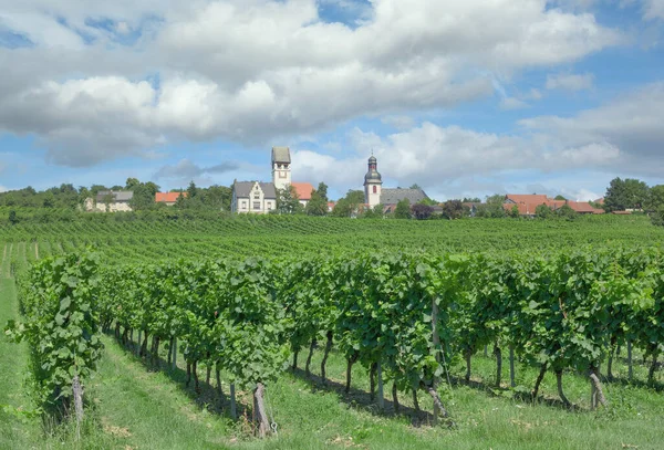 Zell Zellertal Rhinehessen Wine Region Rhineland Palatinate Germany — стокове фото