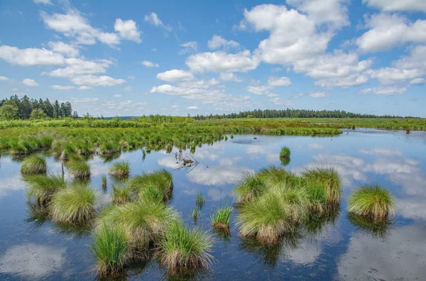 Fioletowa Trawa Wrzosowiskowa Molinia Caerulea Hautes Fagnes Wrzosowiska Górskie Belgia — Zdjęcie stockowe