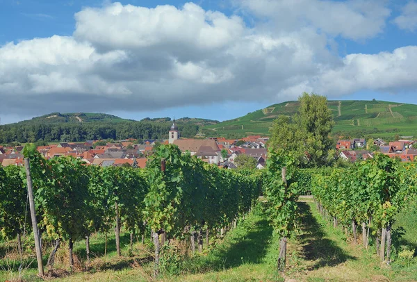 Kaiserstuhl Vindistrikt Nära Vogtsburg Schwarzwald Tyskland — Stockfoto