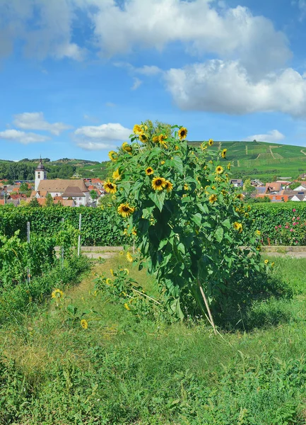 Wijngebied Kaiserstuhl Bij Vogtsburg Zwarte Woud Duitsland — Stockfoto