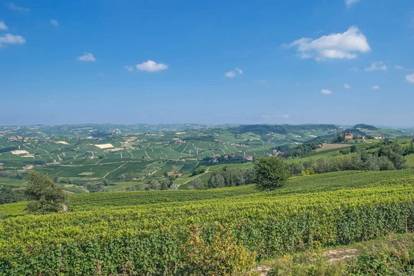 Wijngaard Landschap Bij Asti Barolo Piemonte Italië — Stockfoto