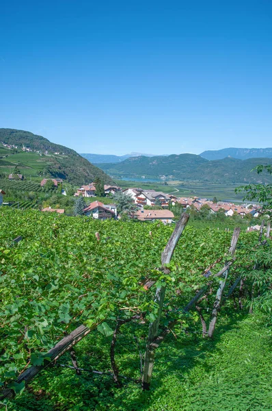 Famoso Wine Village Tramin Der Weinstrasse Trentino Tirol Sul Itália — Fotografia de Stock
