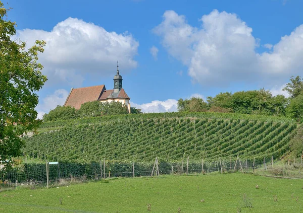 Wijngaard Landschap Bij Volkach Frankisch Wijngebied Beieren Duitsland — Stockfoto