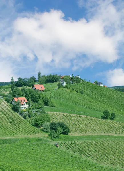 Wijngaard Landschap Stiermarken Genaamd Stiermarken Toscane Oostenrijk — Stockfoto