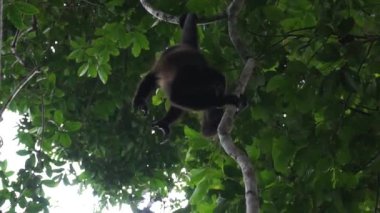 Mono aullador en su hogar.