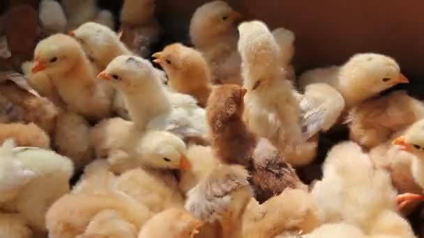 Mange Skøre Små Kyllinger Overfyldt Papkasse Hopper Baby Kylling Små – Stock-video