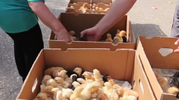 Farmer Catching Small Chicks Crowded Cardboard Box Jump Hands Grabbing — Stock Video