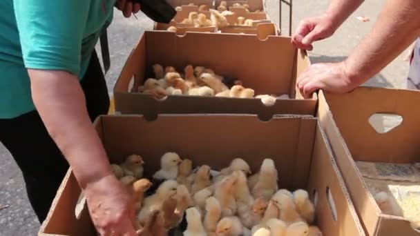 Farmer Catching Small Chicks Crowded Cardboard Box Jump Hands Grabbing — Stock Video