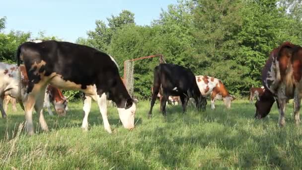 Bloodstock Cows Grazing Grass Pastures Meadow Herd Domestic Bloodstock Cows — Stock Video