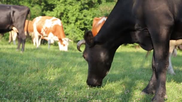 Bloodstock Cows Grazing Grass Pastures Meadow Herd Domestic Bloodstock Cows — Stock Video