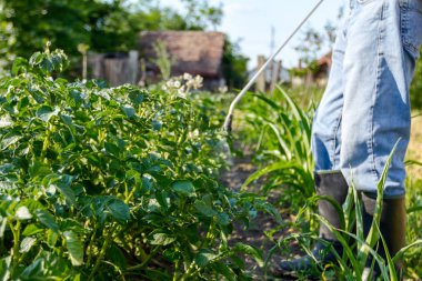 Çiftçi el spreyi onun bahçesinde mantar hastalığı veya haşarat kimyasallarla korumak için önümüzdeki patates bitkiler spreyler.
