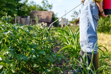 Çiftçi el spreyi onun bahçesinde mantar hastalığı veya haşarat kimyasallarla korumak için önümüzdeki patates bitkiler spreyler.