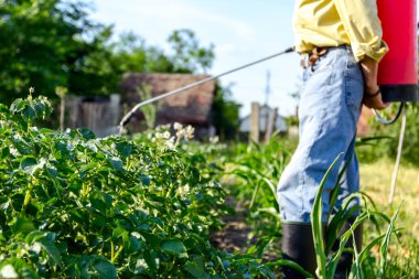Çiftçi el spreyi onun bahçesinde mantar hastalığı veya haşarat kimyasallarla korumak için önümüzdeki patates bitkiler spreyler.