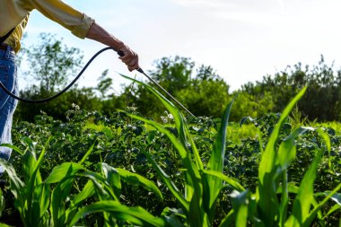 Çiftçi el spreyi onun bahçesinde mantar hastalığı veya haşarat kimyasallarla korumak için önümüzdeki patates bitkiler spreyler.