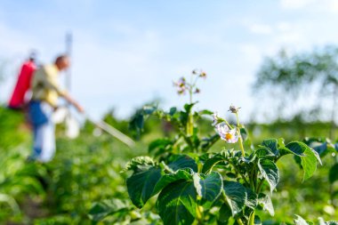 Çiftçi el spreyi onun bahçesinde mantar hastalığı veya haşarat kimyasallarla korumak için önümüzdeki patates bitkiler spreyler.