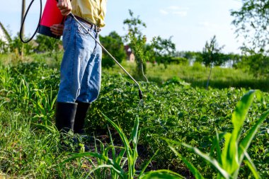 Çiftçi el spreyi onun bahçesinde mantar hastalığı veya haşarat kimyasallarla korumak için önümüzdeki patates bitkiler spreyler.
