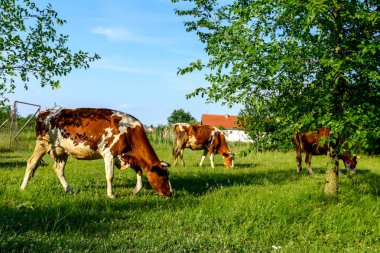 Aile içi bloodstock inek sürüsü kırsal köyde çim otlatma.