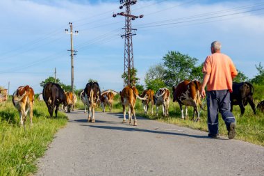İki çoban bloodstock aile içi inekler eve sürüsü ahıra mera sonra köyde asfalt yolda ilerliyorsunuz.