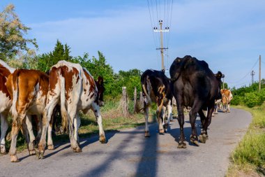 İki çoban bloodstock aile içi inekler eve sürüsü ahıra mera sonra köyde asfalt yolda ilerliyorsunuz.