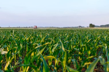 Çiftçiler traktör ile pulluk makine satırlar arasında sürükleyerek alan genç Mısır ile yetiştirilmesi. 